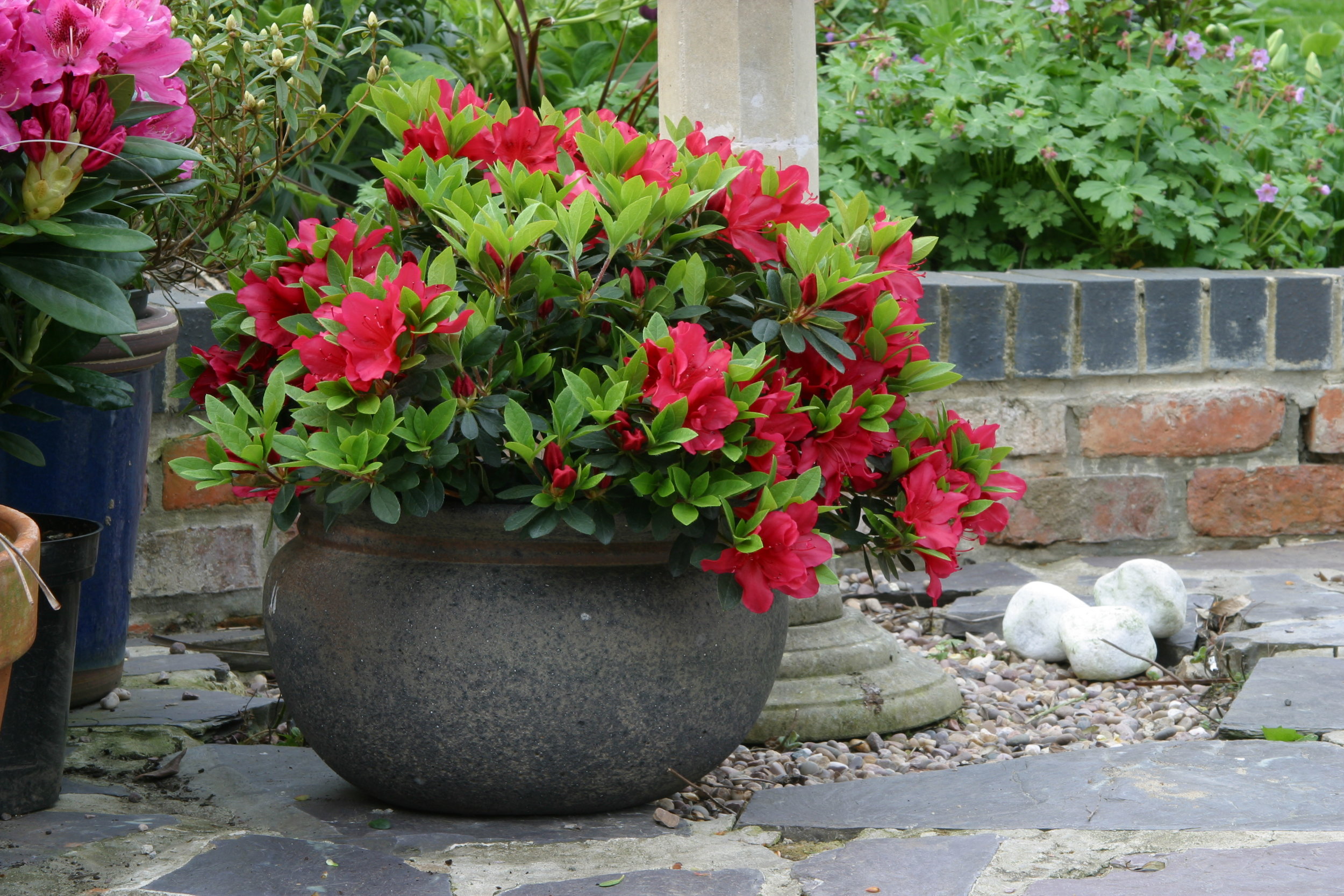 A beautiful large textured container planted with an elegant evergreen Azalea.