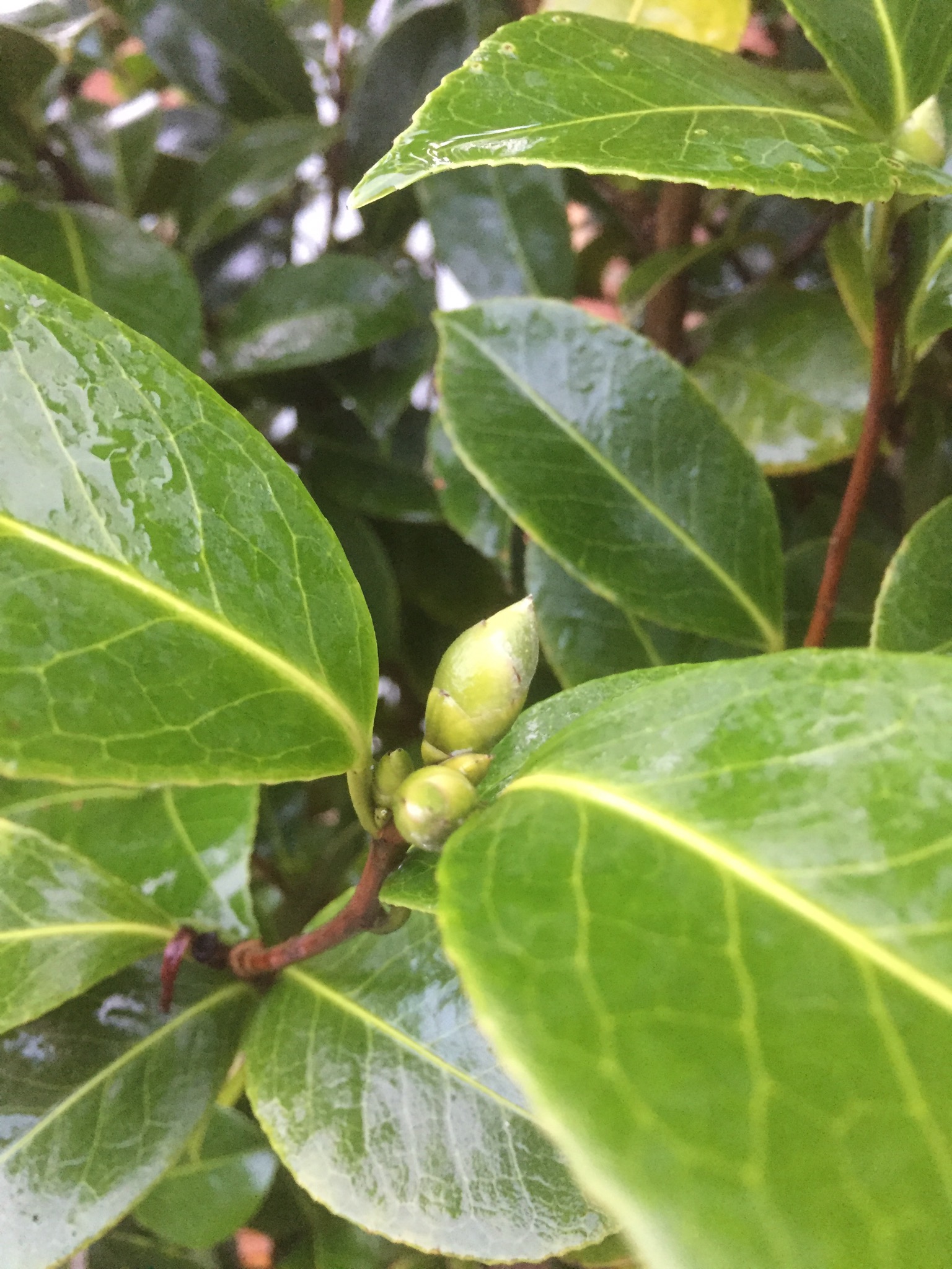 Buds for next spring nestling in the leaf axils.