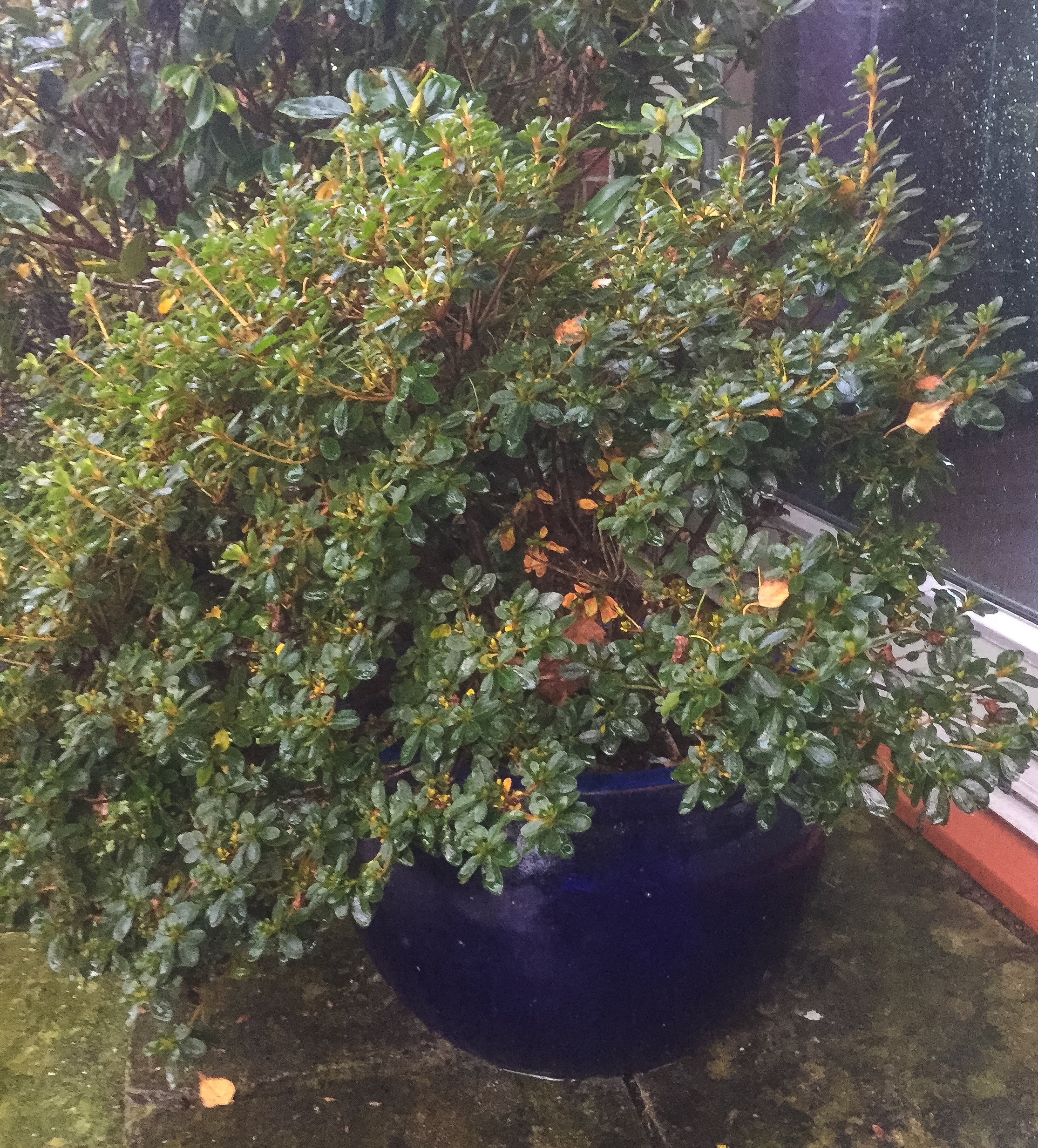 This pot needs raising off the paving to stop the holes getting blocked in cold weather. 