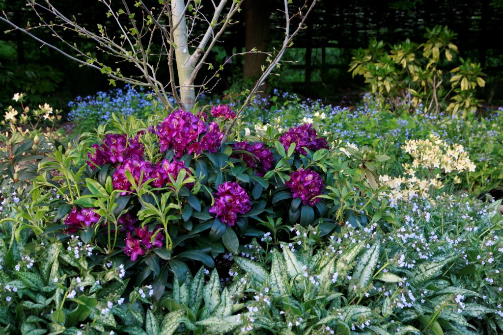 Filtered sunlight is perfect for rhododendrons.