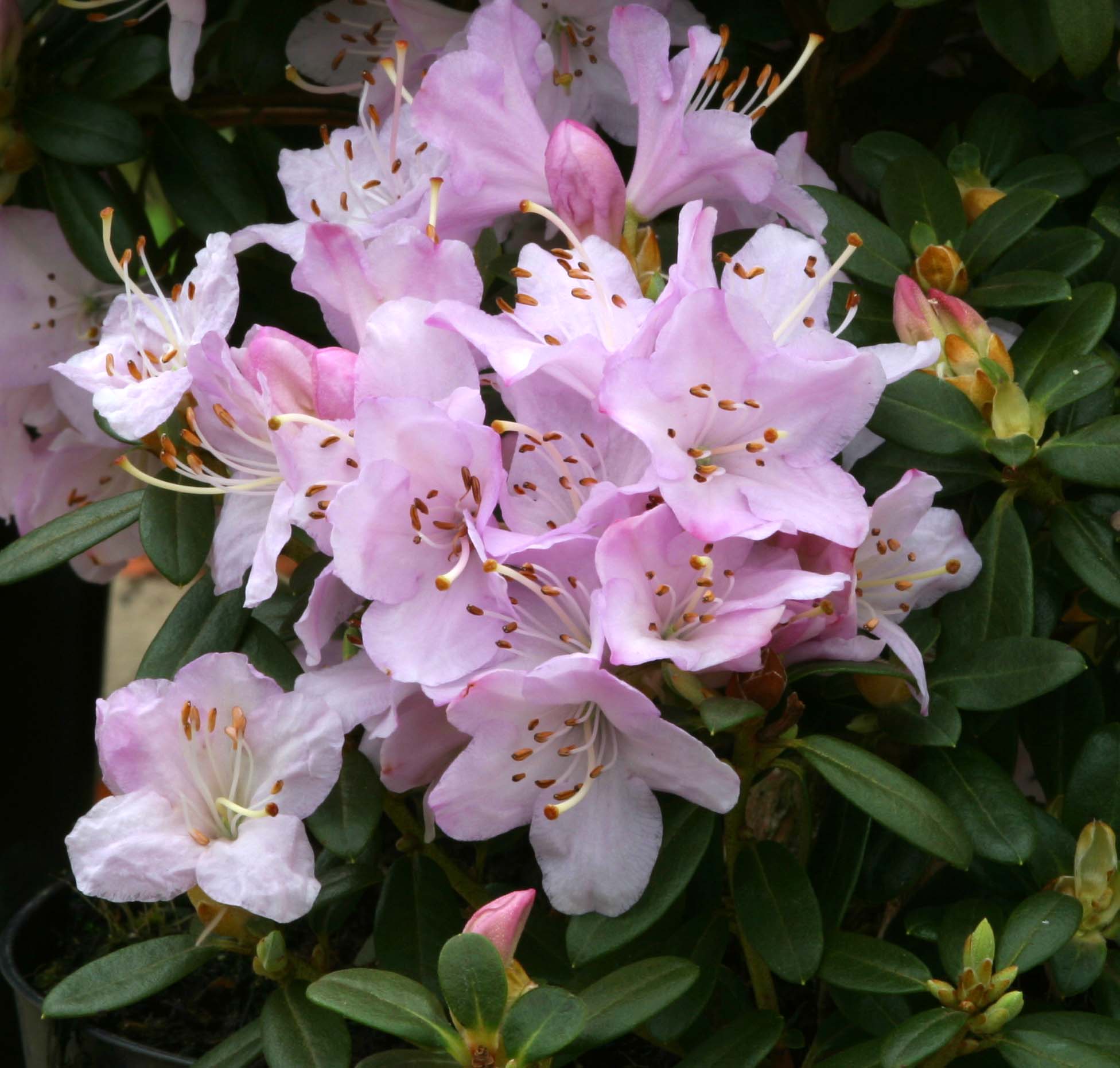 The silky flowers of Snipe.