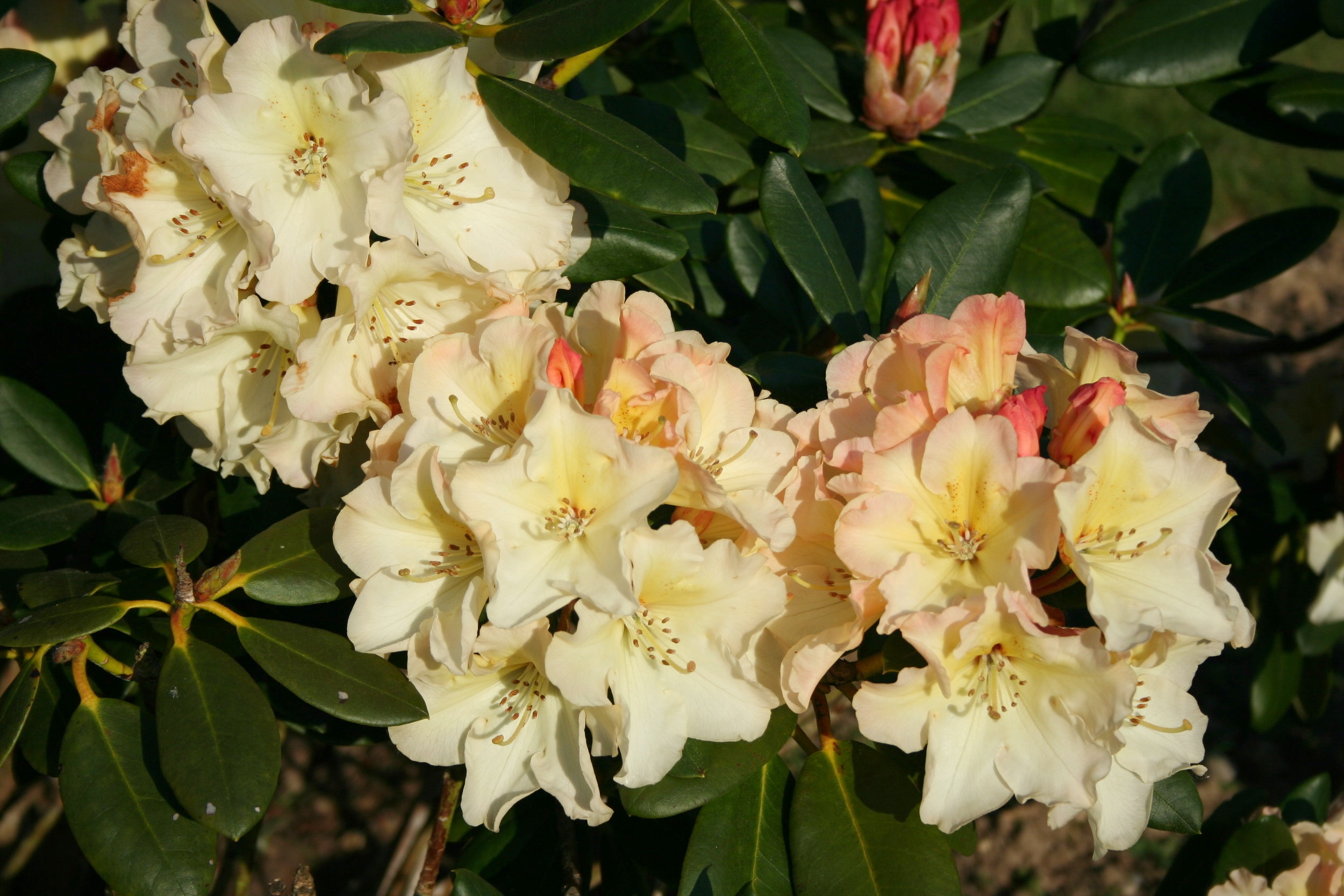 Rhododendron Horizon Monarch