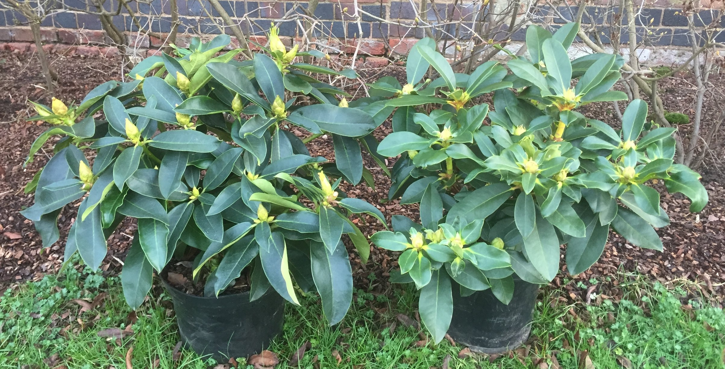 The wonderful bushy plants of Markeetas Prize (left) and Horizon Monarch (right)