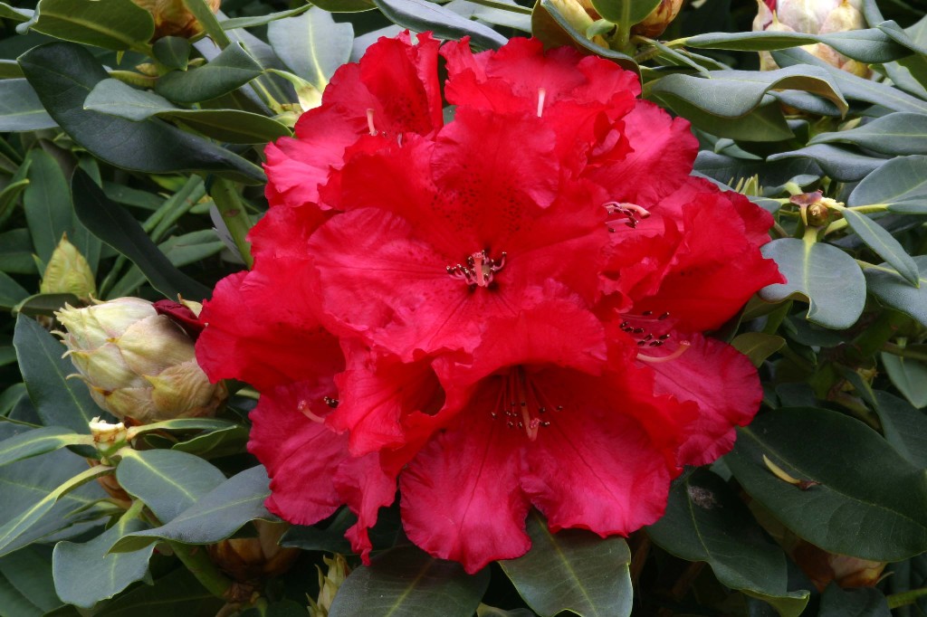 Rhododendron Markeetas Prize