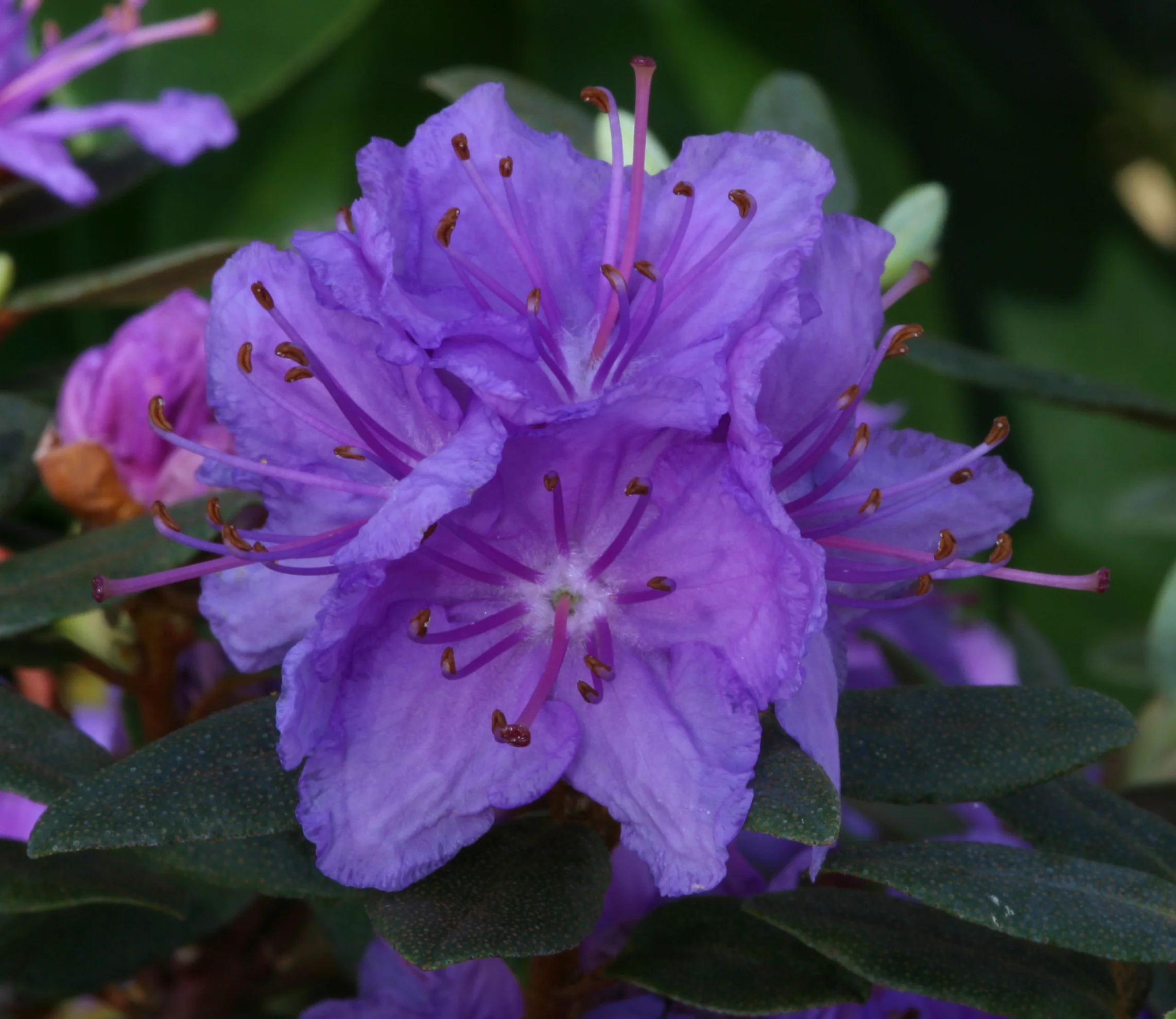 Purple Gem