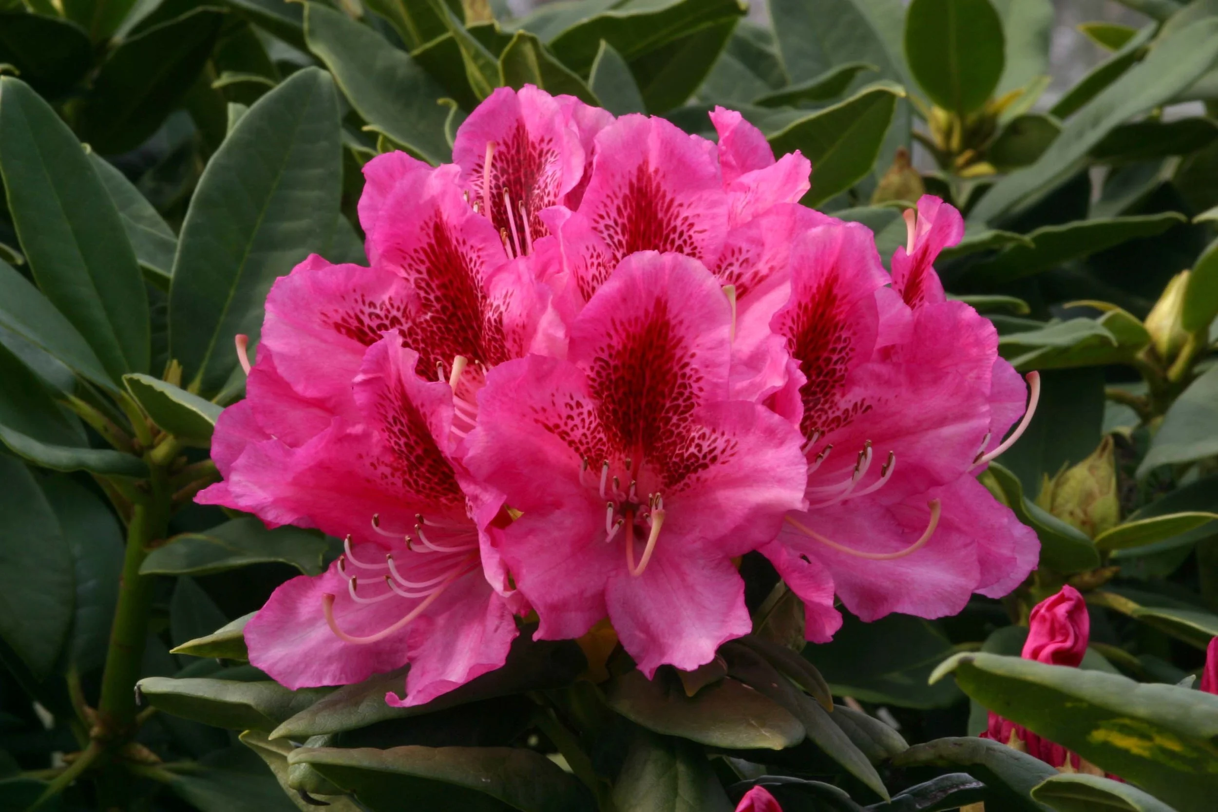 Rhododendron Cosmopolitan