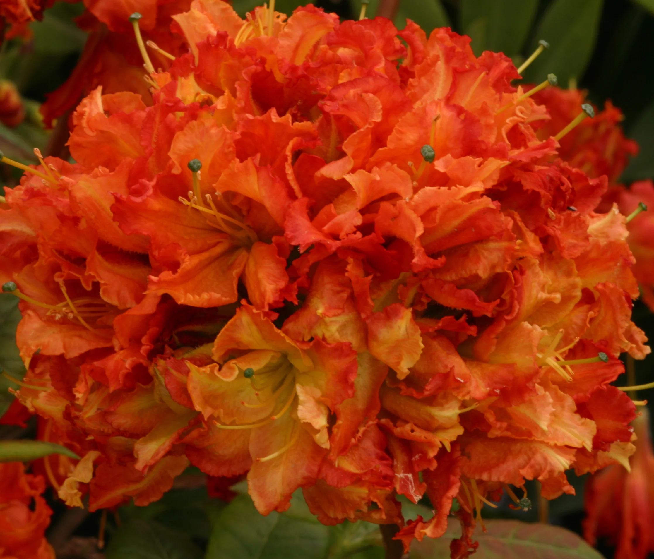 Azalea Mary Poppins
