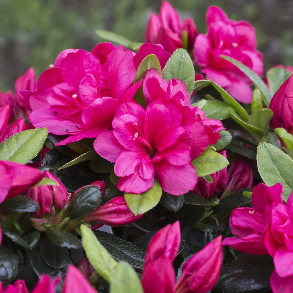 Azalea Canzonetta  Osberton Nurseries