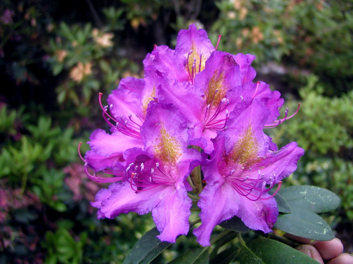 rhododendron pjm Rhododendron 'PJM'  Green Thumb Nurseries
