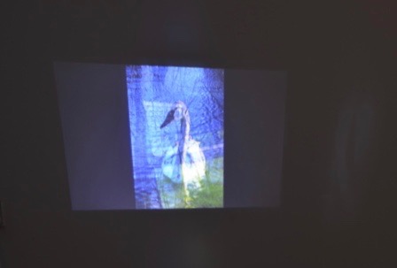 Hannah Cook, Slideshow , 2016