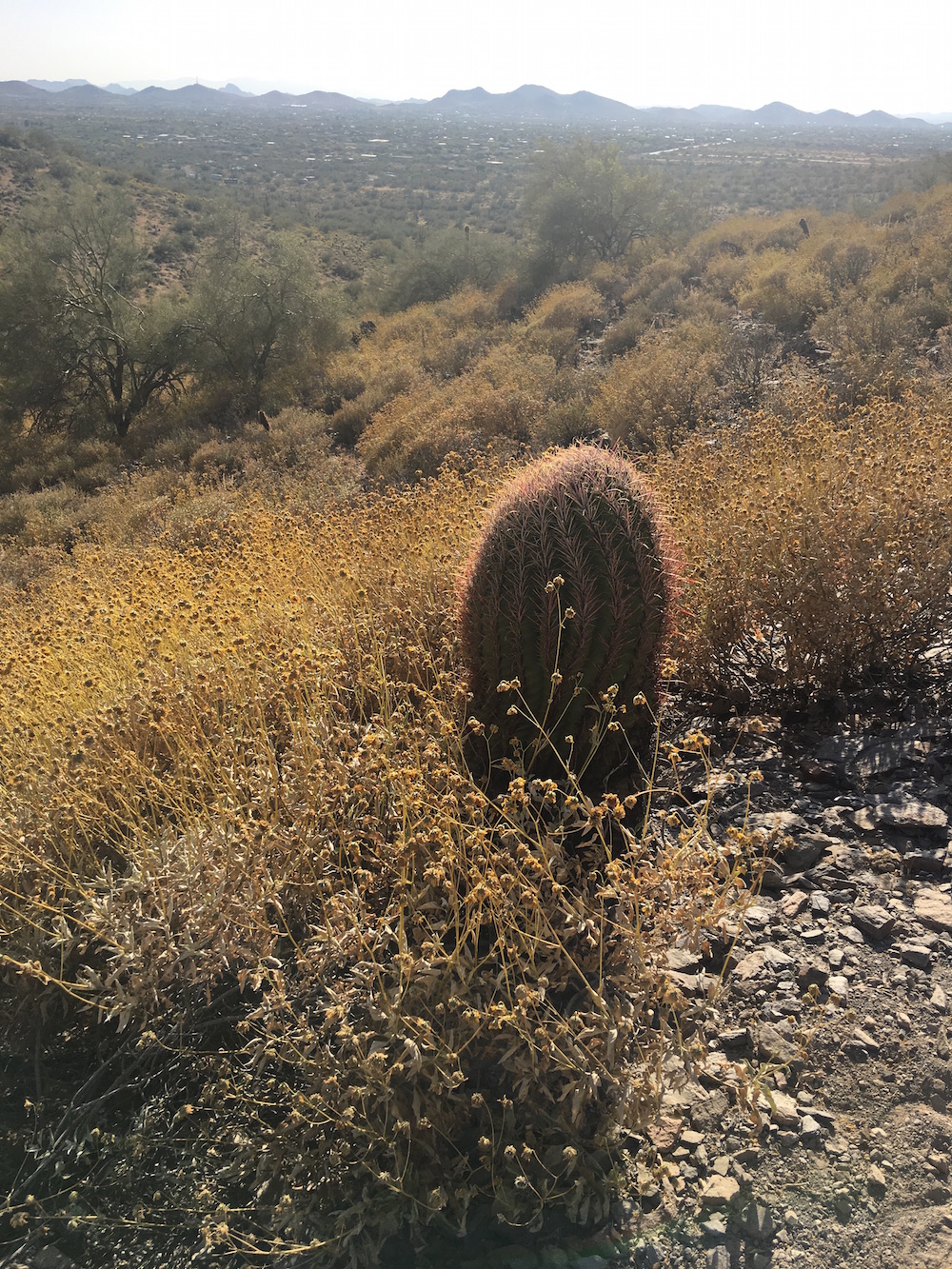 Dear Goddess, a New Path 