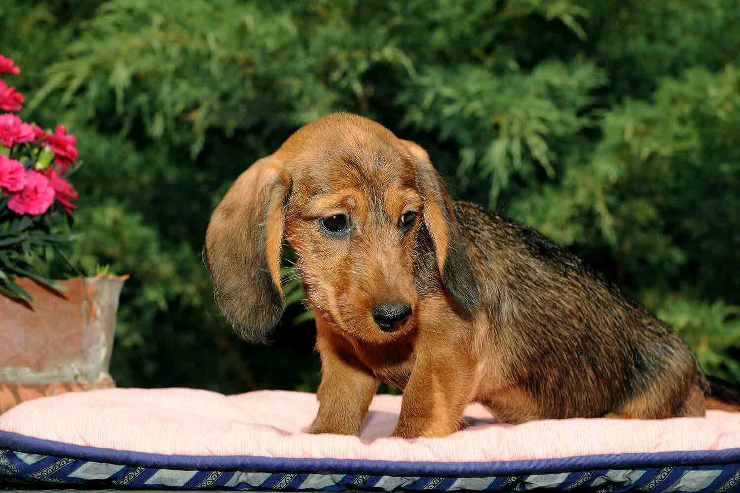 cucciolo di bassotto florestano dei grigioni