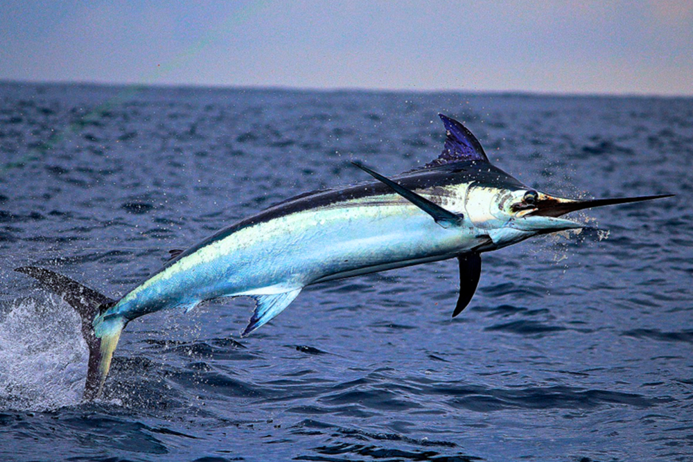 Swordfish - Quite possibly Pete's favourite food