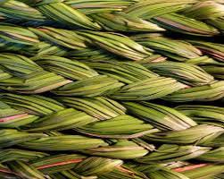 Sweetgrass - a historically important native grass for coastal conservation