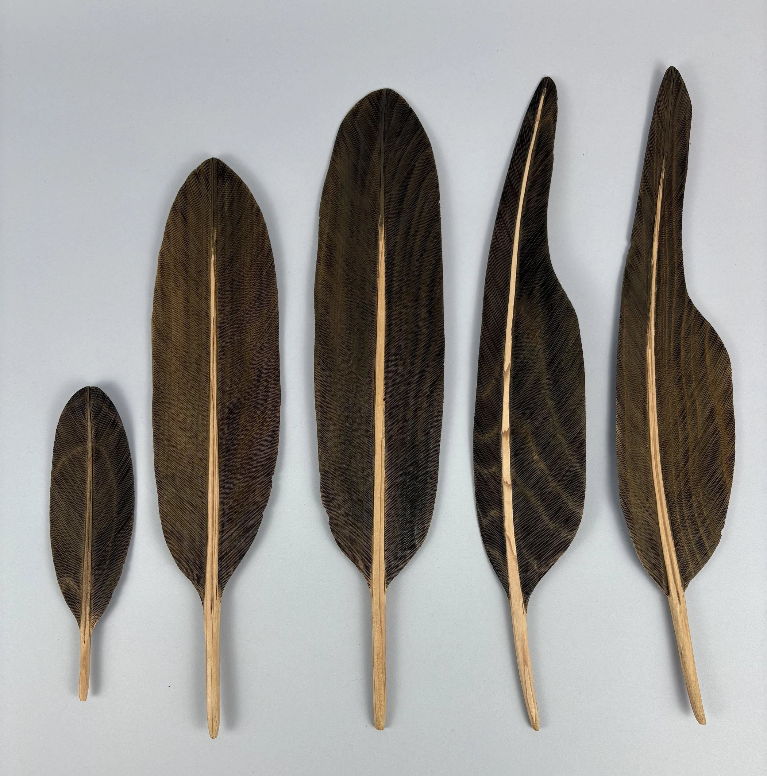    Eagle feathers  , 2024 by Rick Love (Penobscot), Cedar (2024-26-001 A-E) 