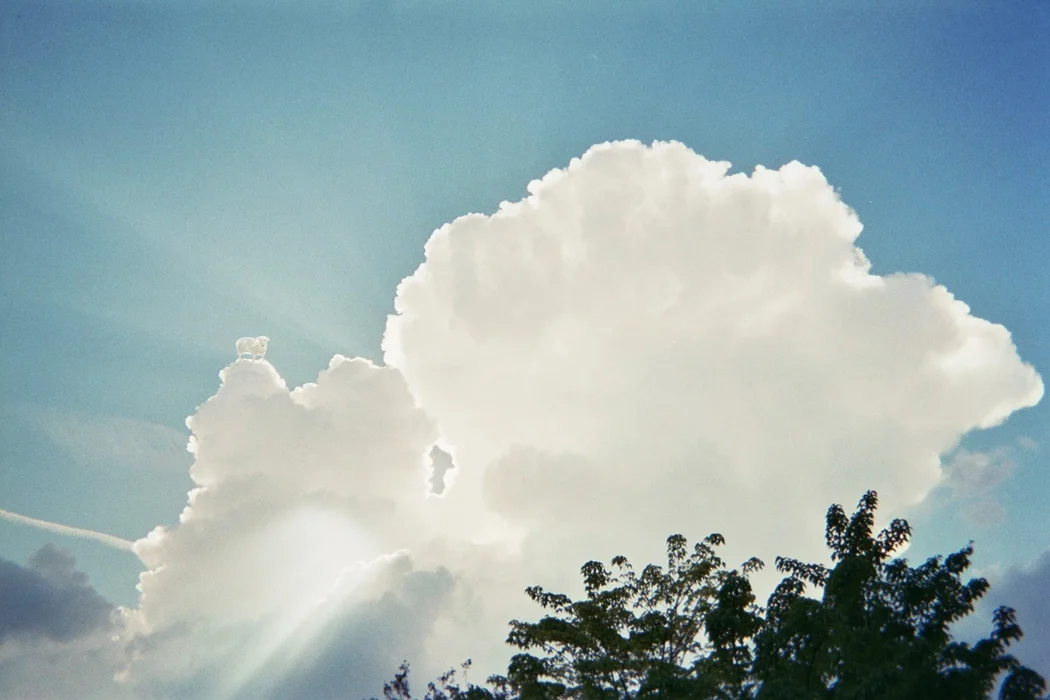 Moutons Photomontage