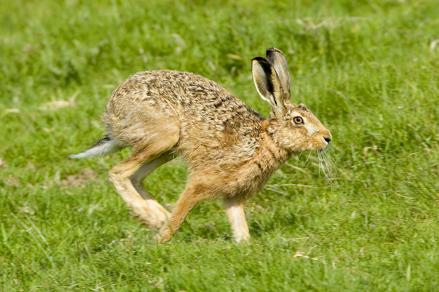 Brown Hare