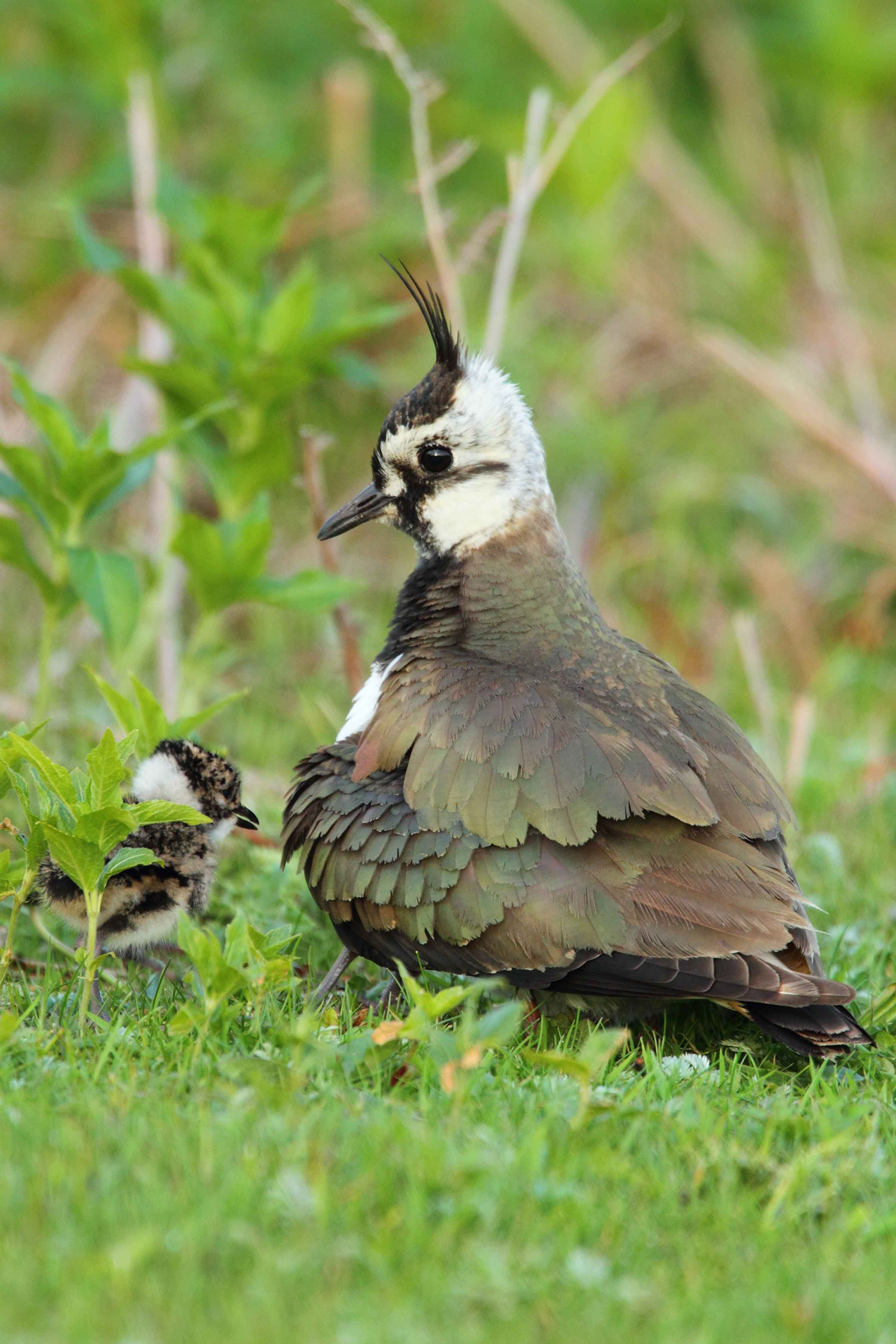 Lapwing with chick