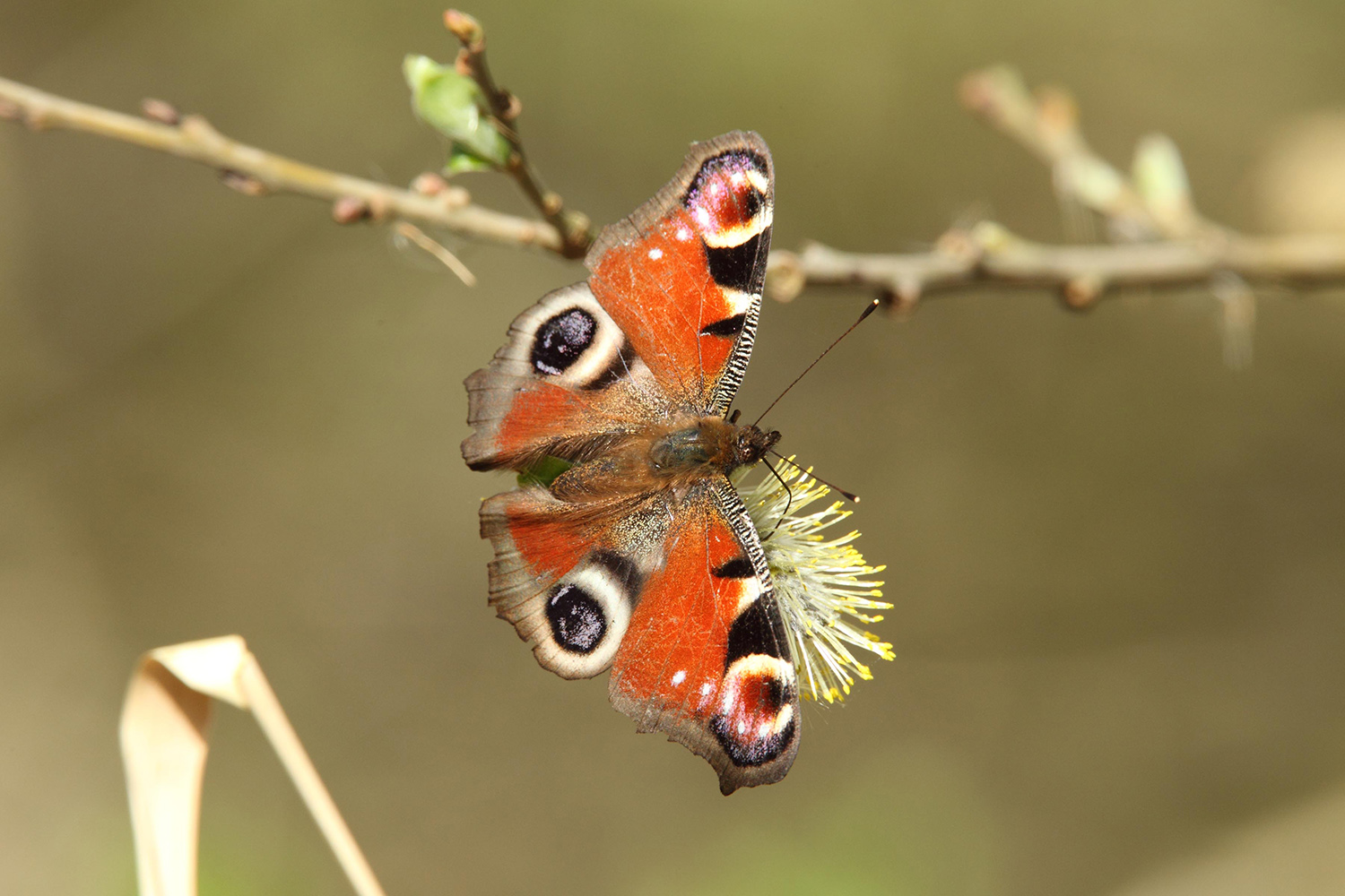 Peacock Eye Butterfly