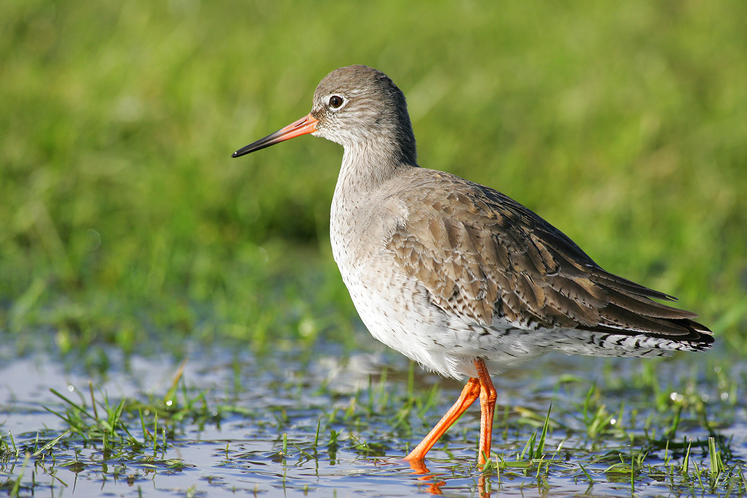 Redshank