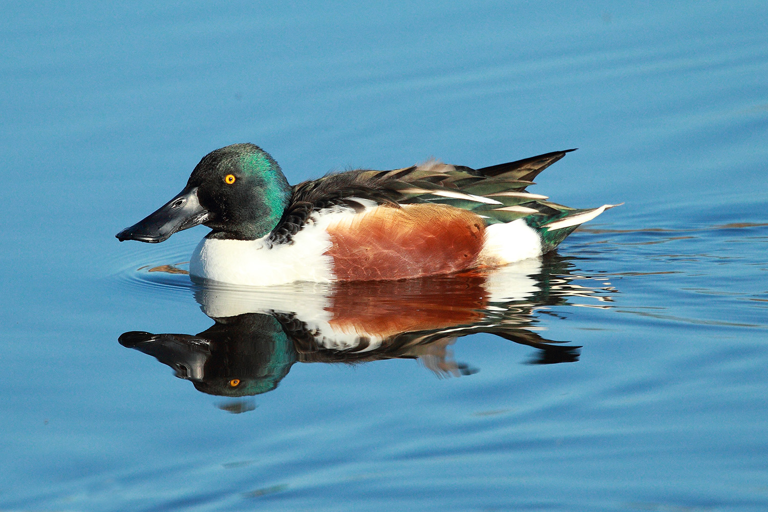 Shoveler