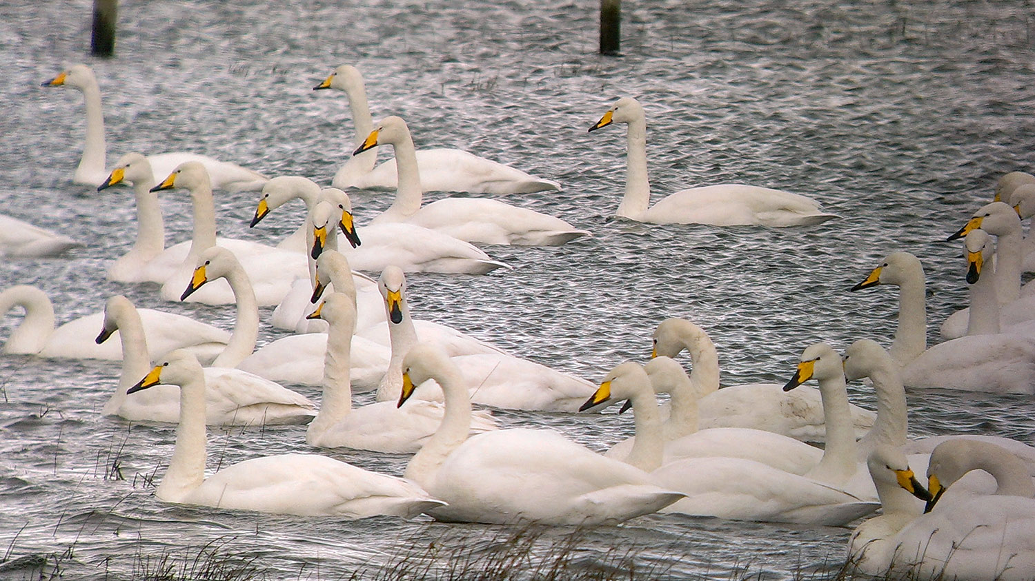 Whopper Swan