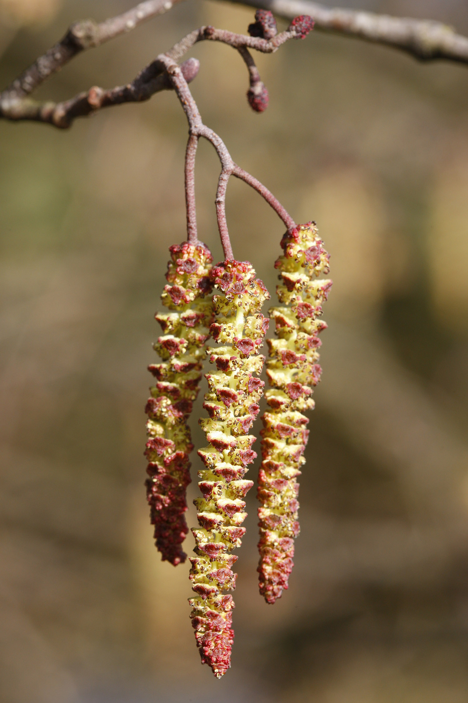 Hazel Catkins