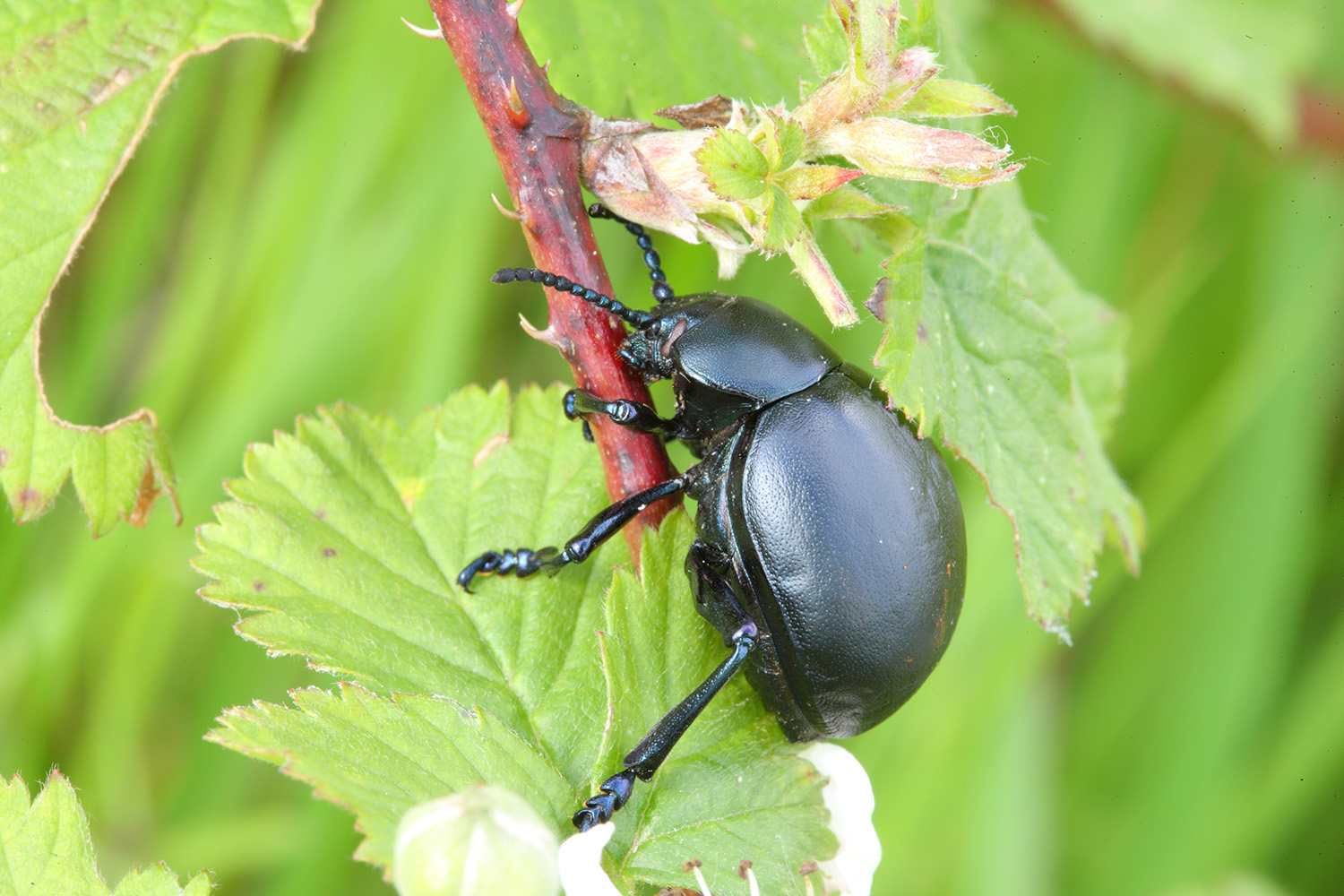   Welcome   The Lower Ure Conservation Trust   What to see this season  