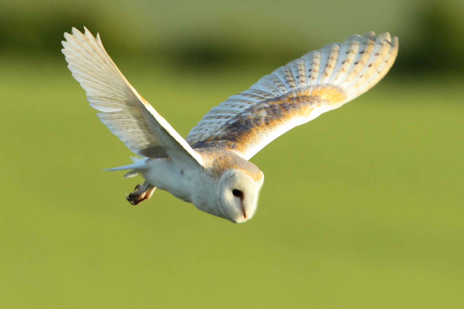 Barn Owl