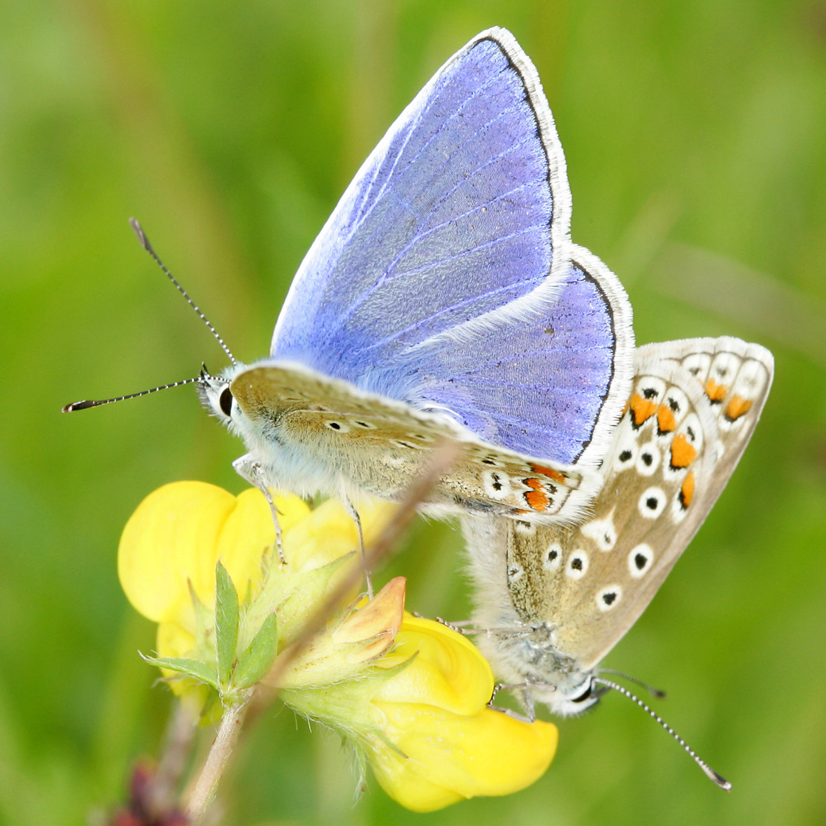 Common Blue Butterfly