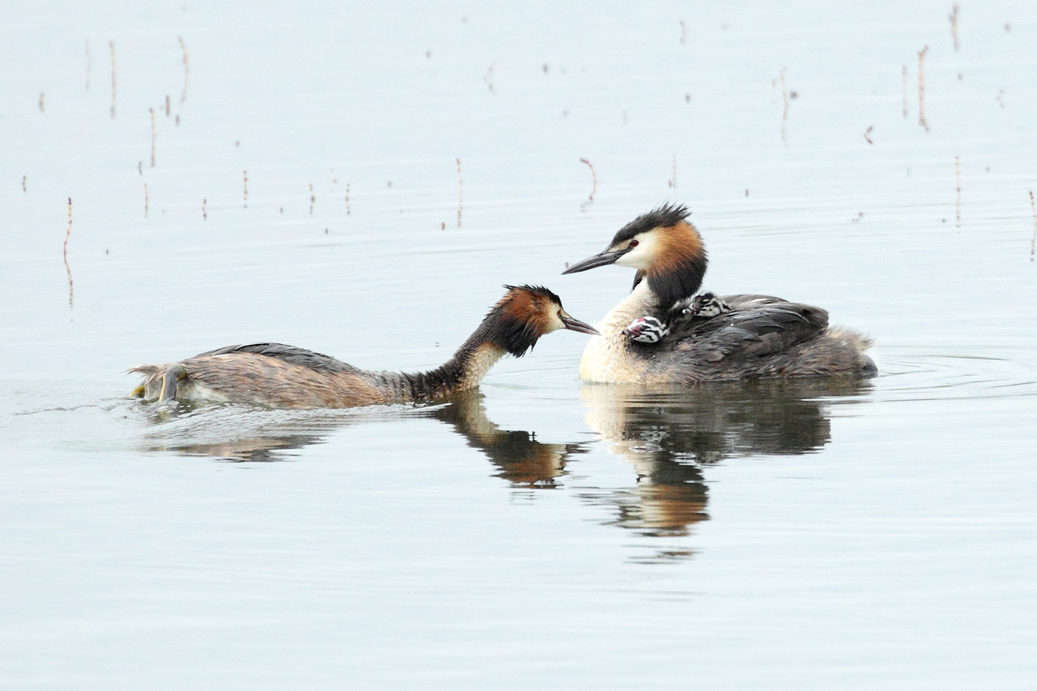 Great Crested Grebe