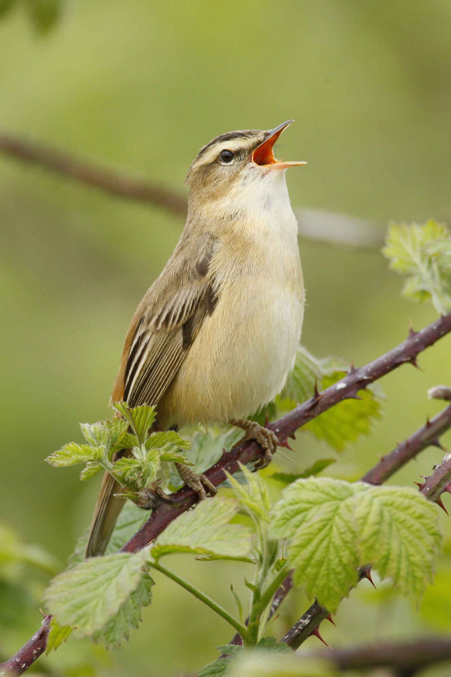 Sedge Warbler (Copy)