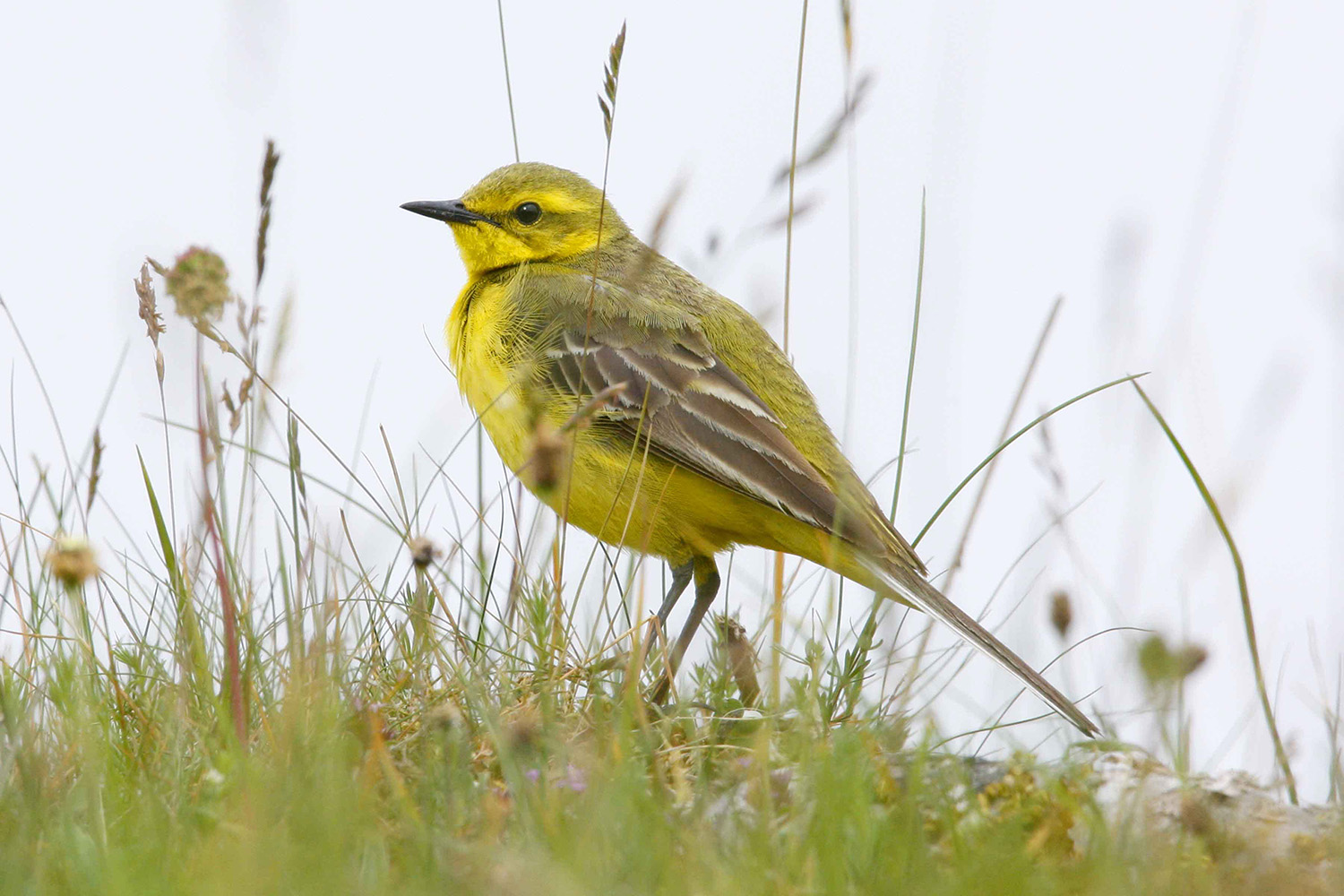 Yellow Wagtail