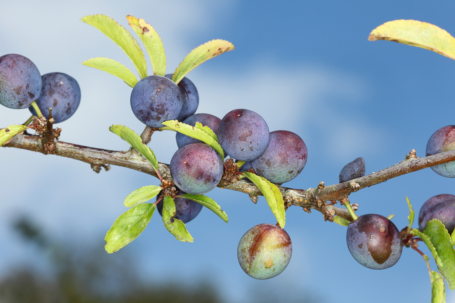 Blackthorn berries