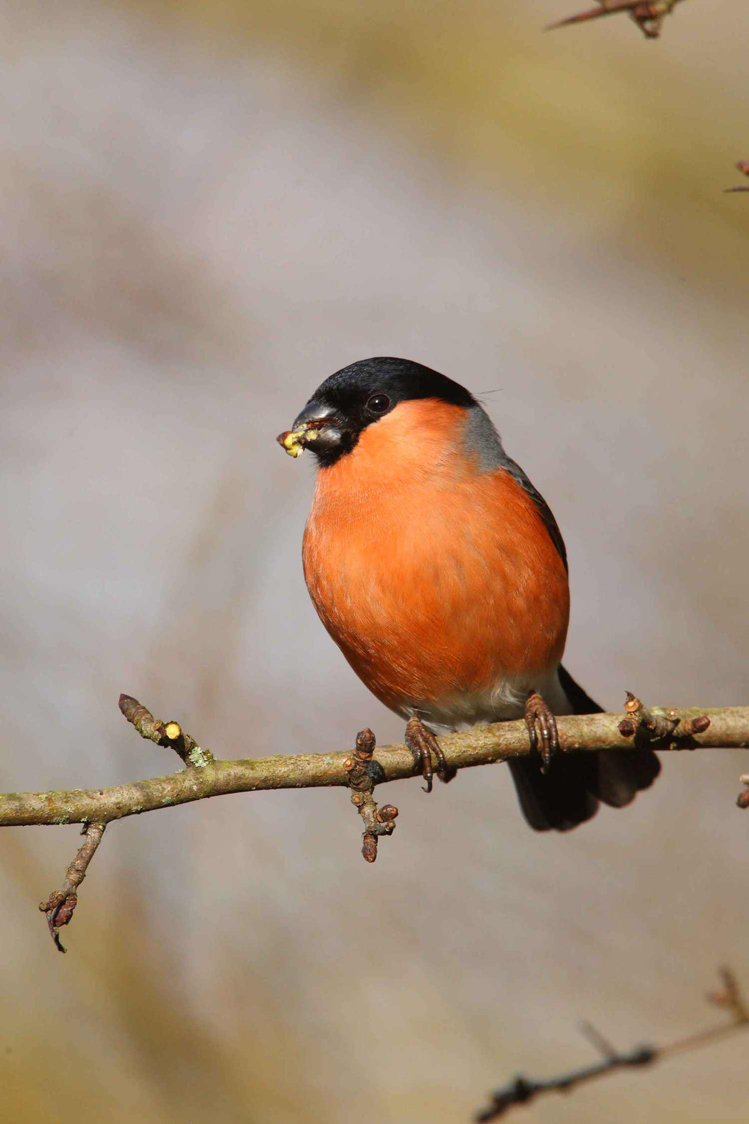 Bullfinch