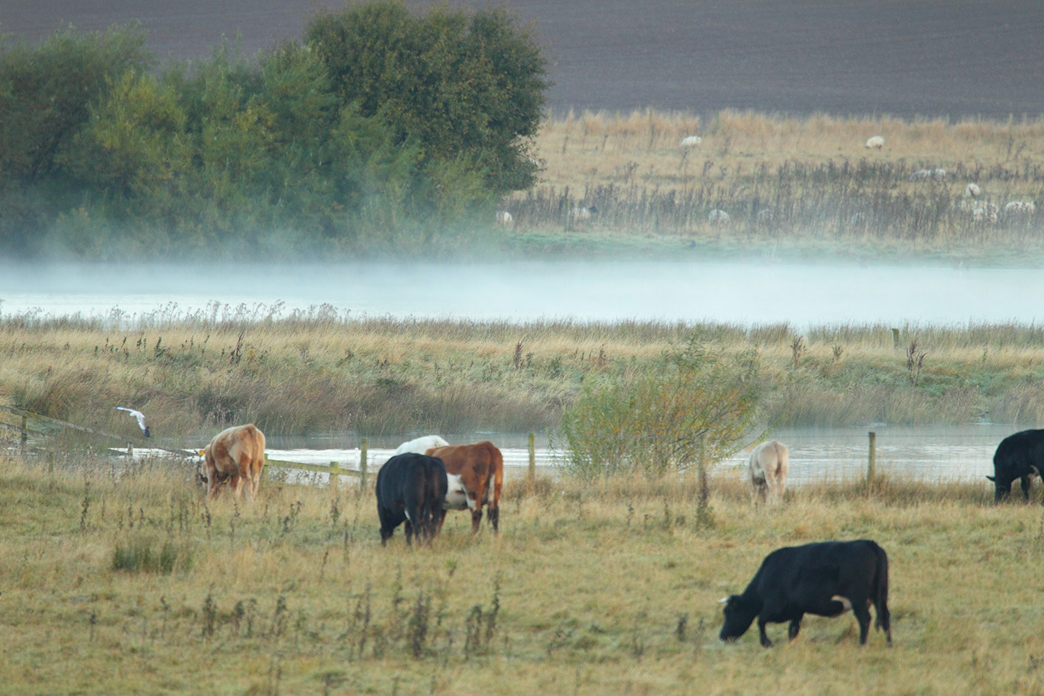 Cattle at Nosterfield Nature Reserve