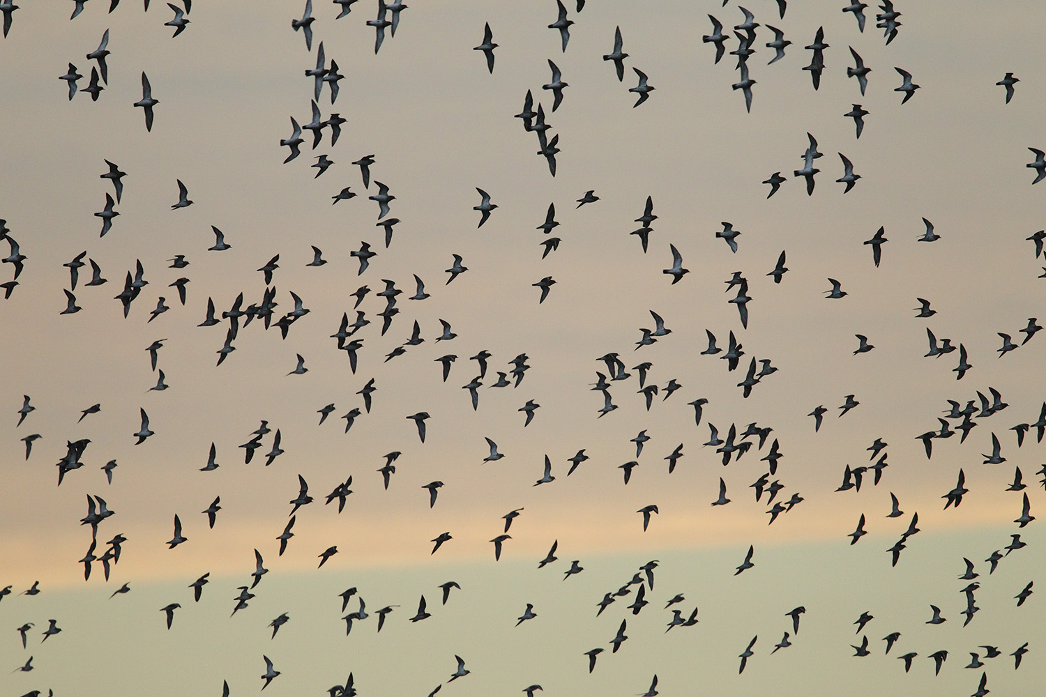 Golden Plover