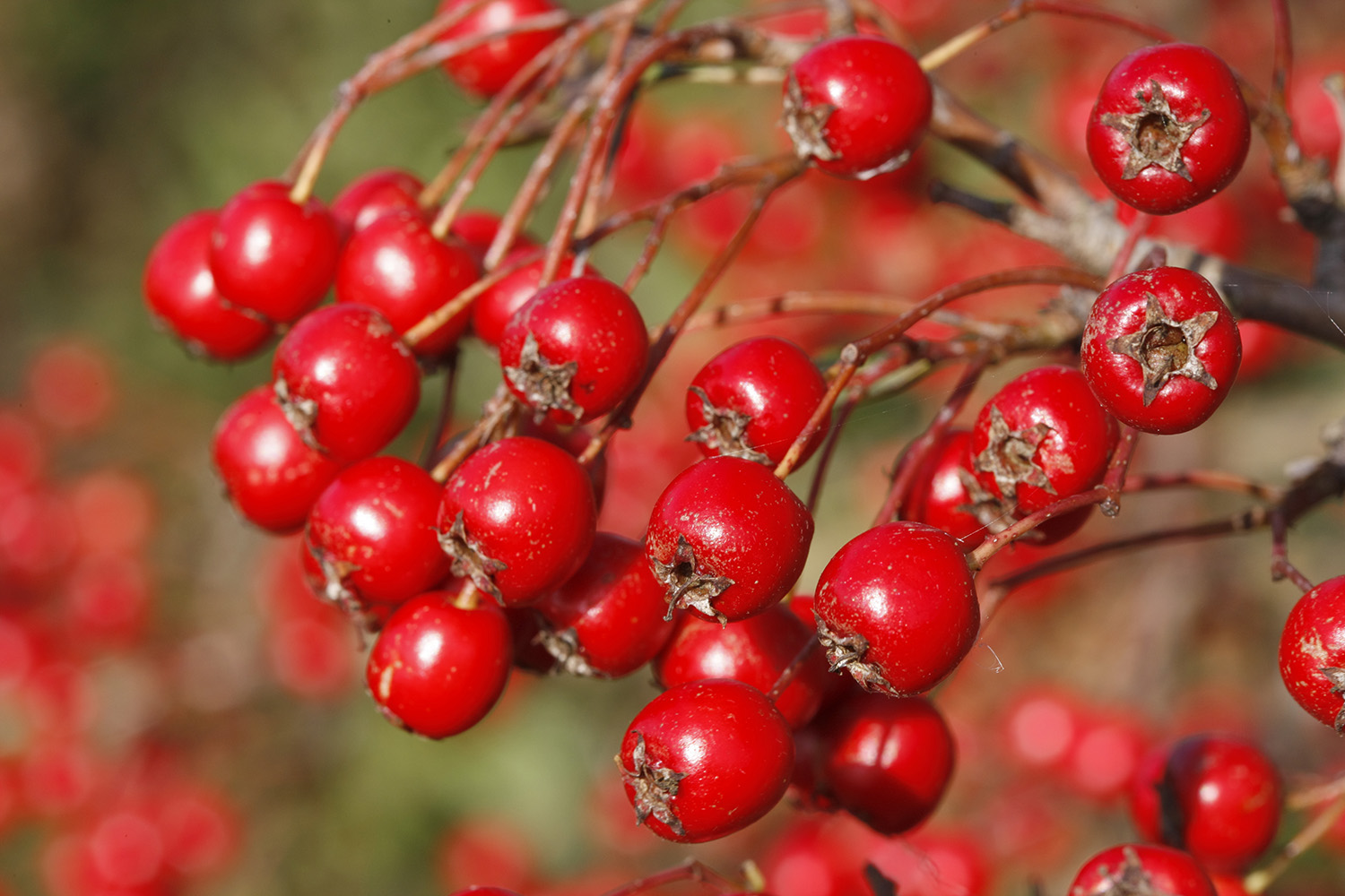 Hawthorn Berries