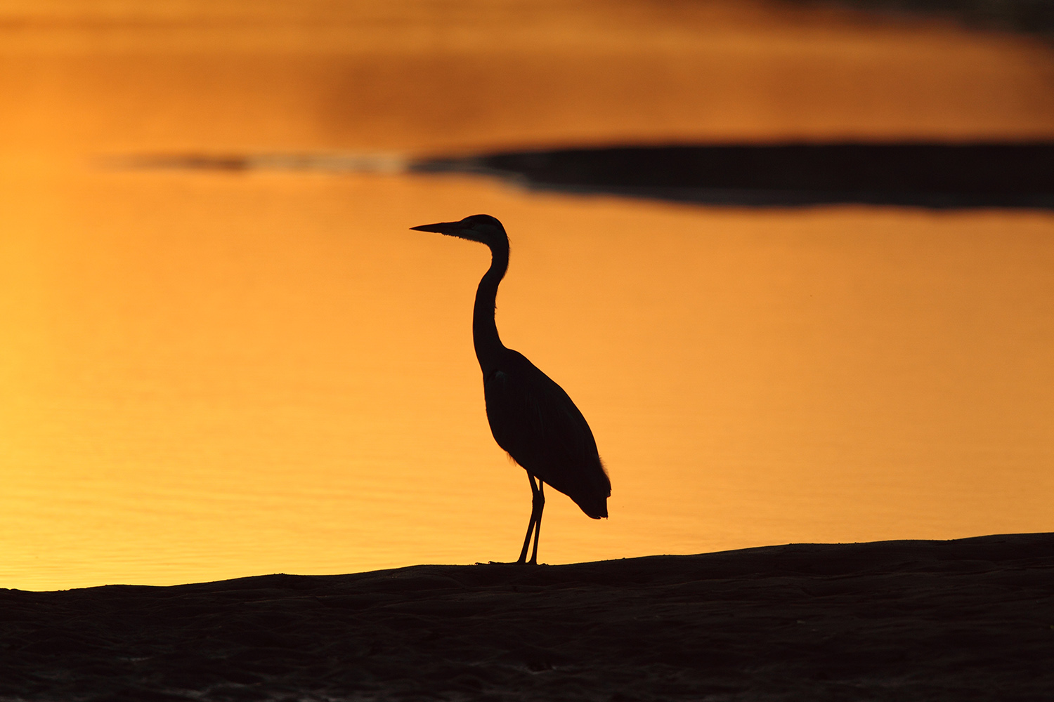 Grey Heron