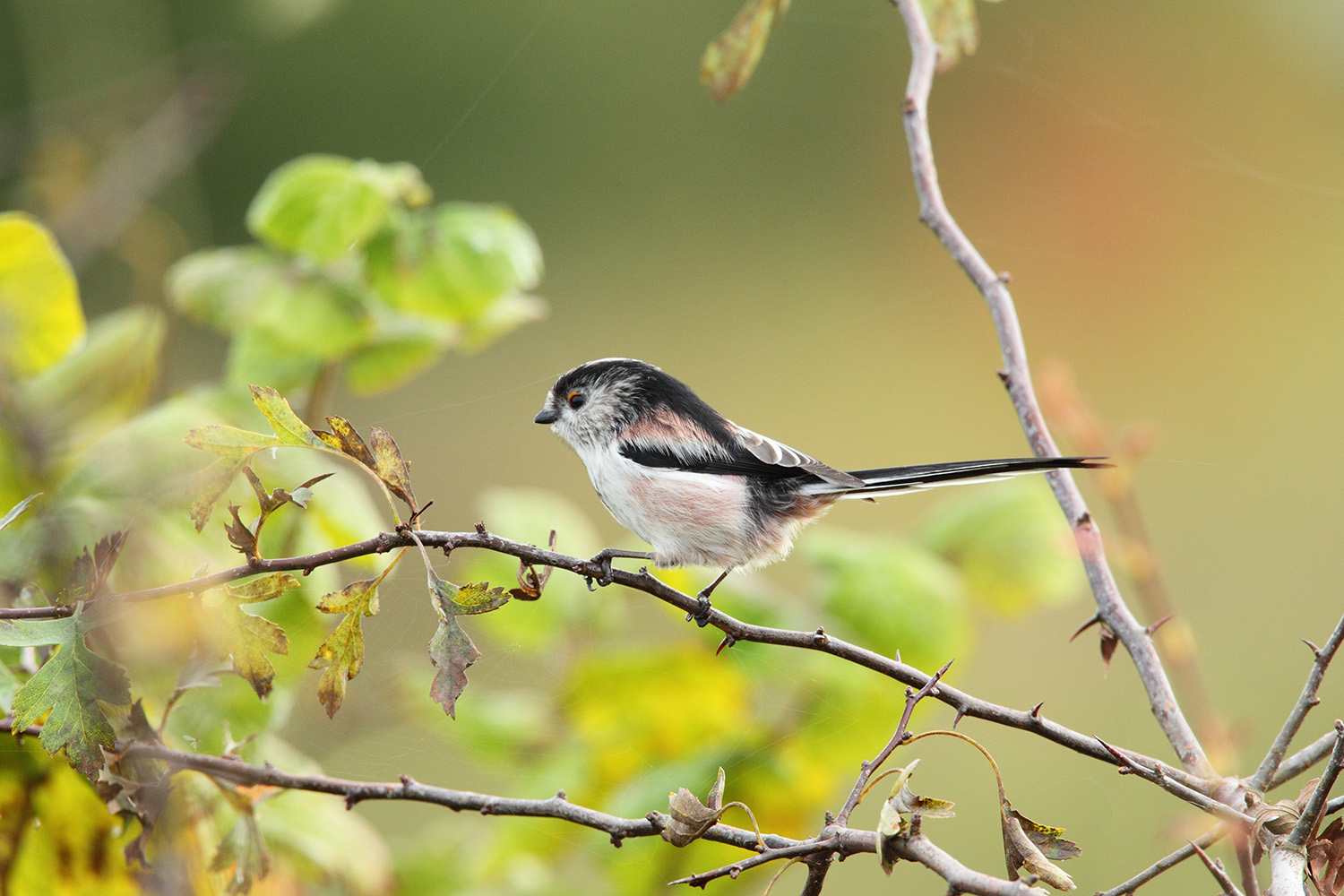 Long Tailed Tit