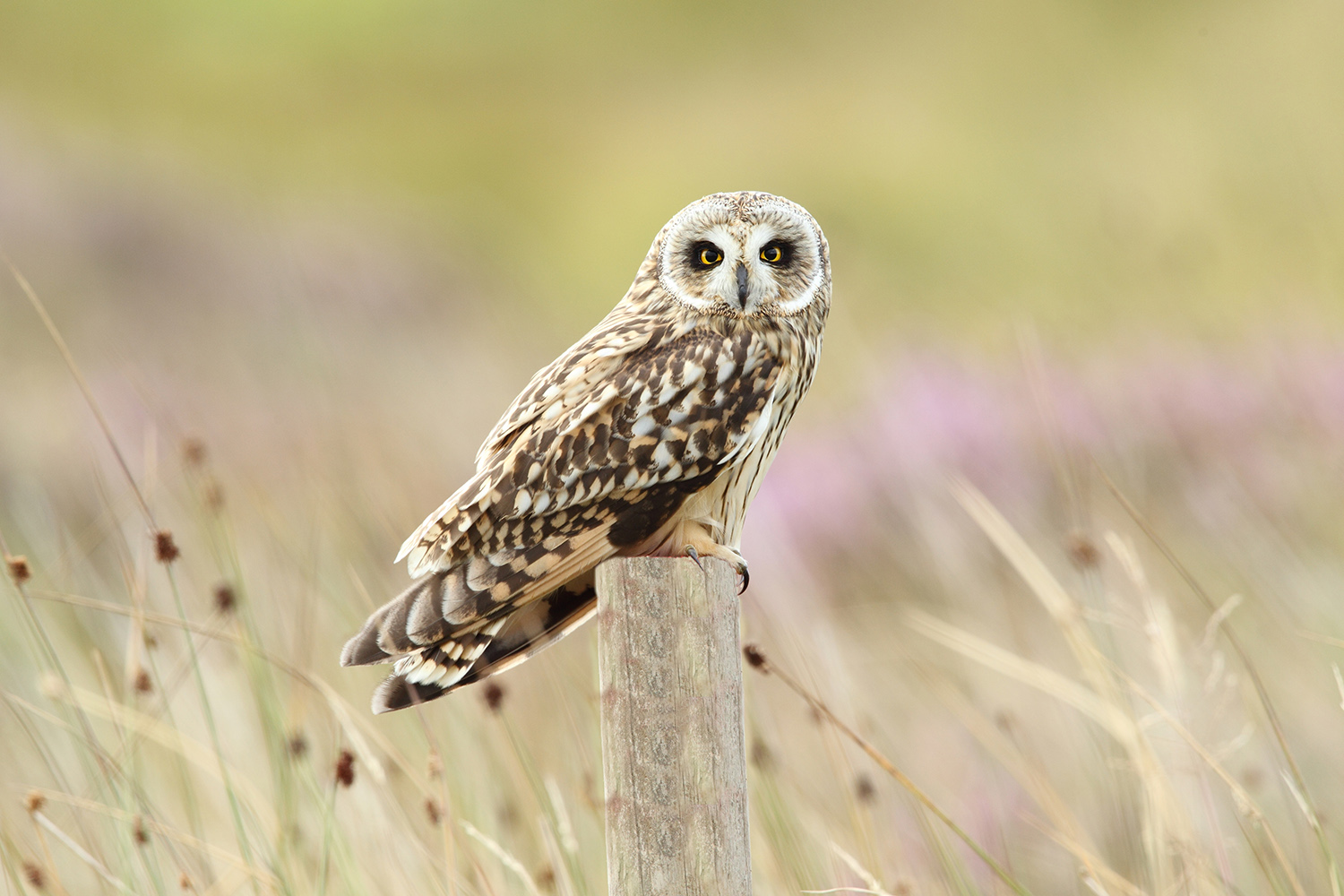 Short-eared owl-WBPA_32110.JPG