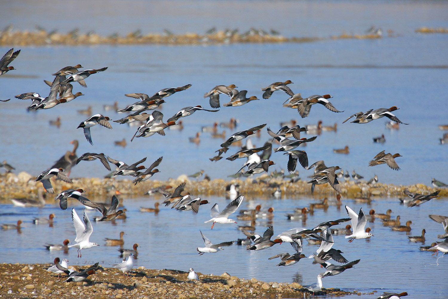 Wigeon Landing
