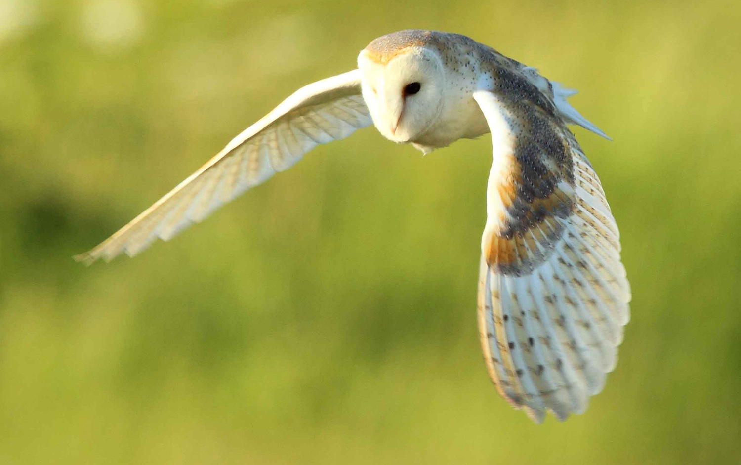 Barn Owl