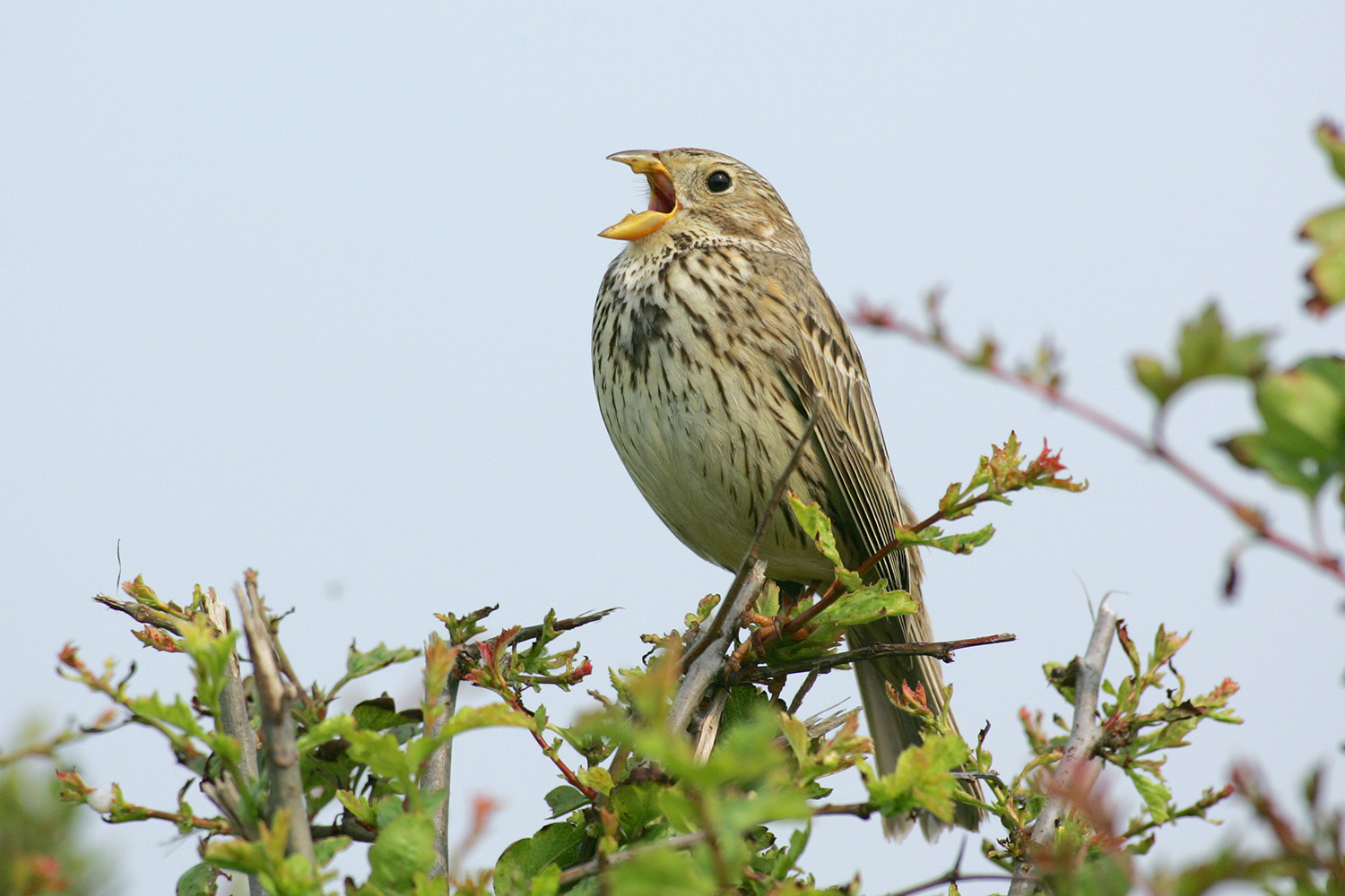 Corn Bunting