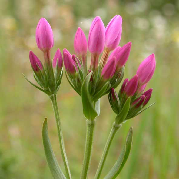 Centaurium