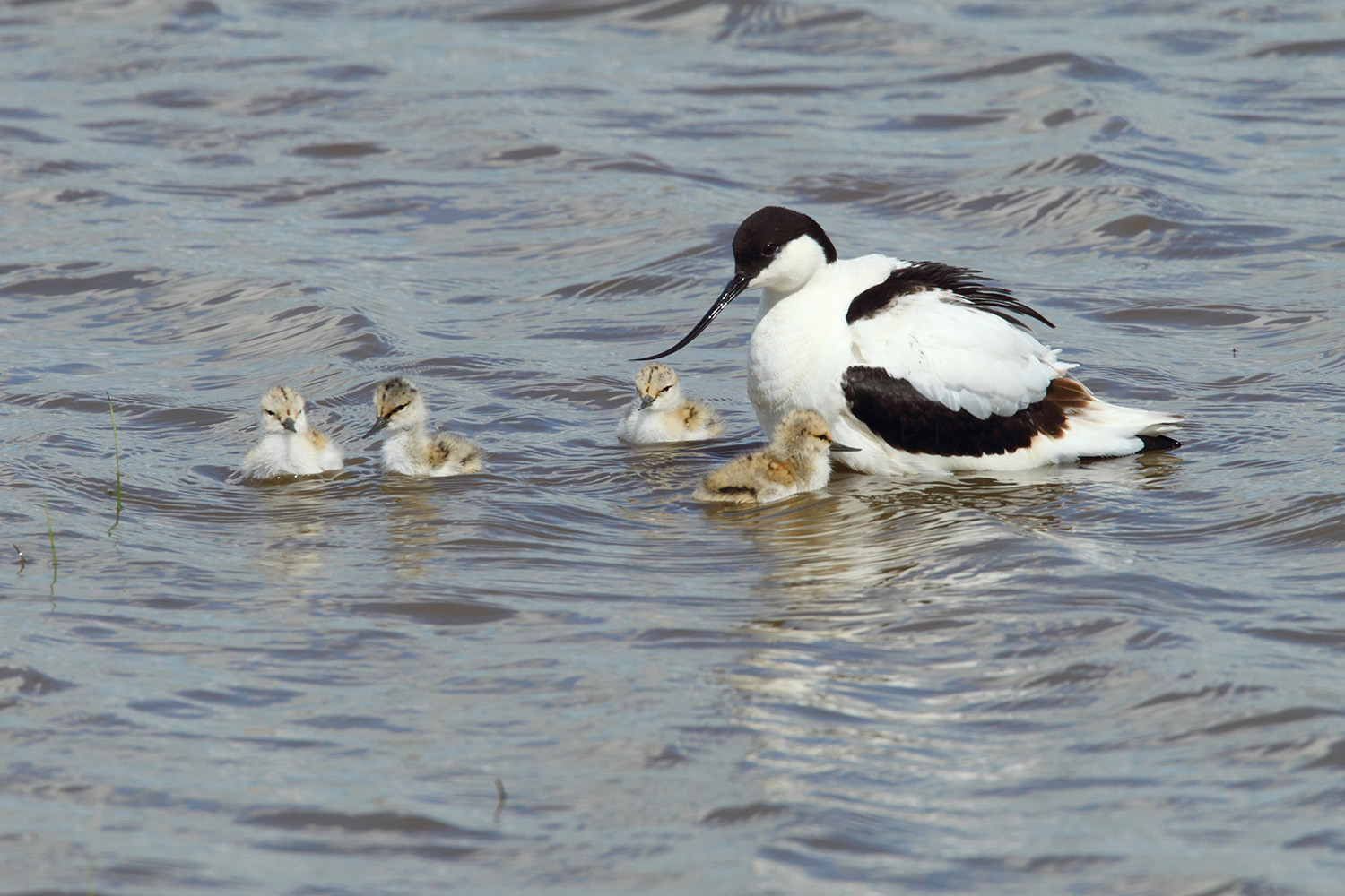 Avocet and Chicks