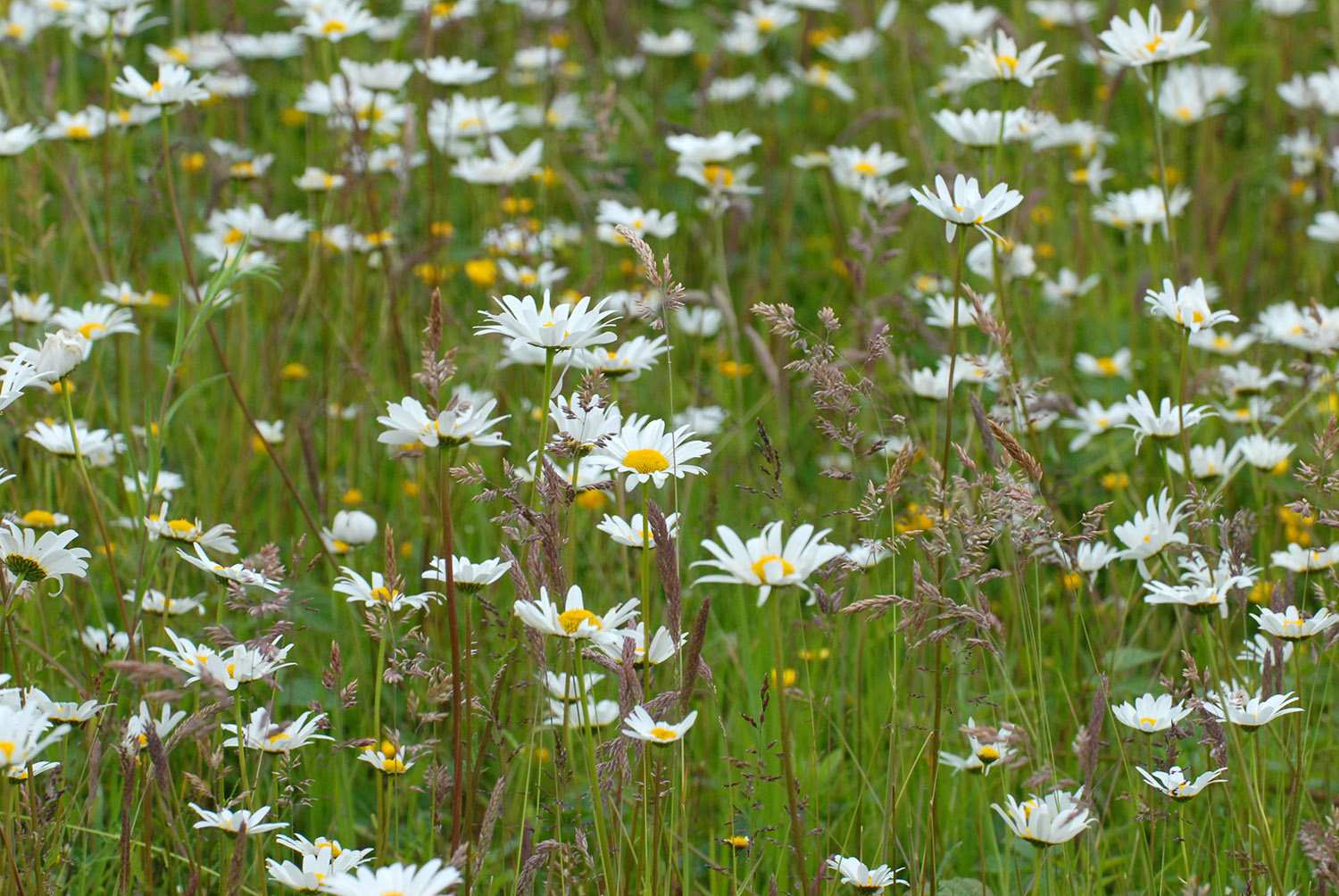 Leucanthem