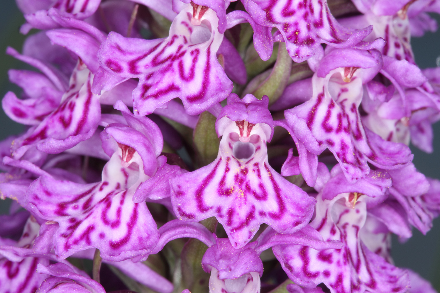 Common Spotted Orchid