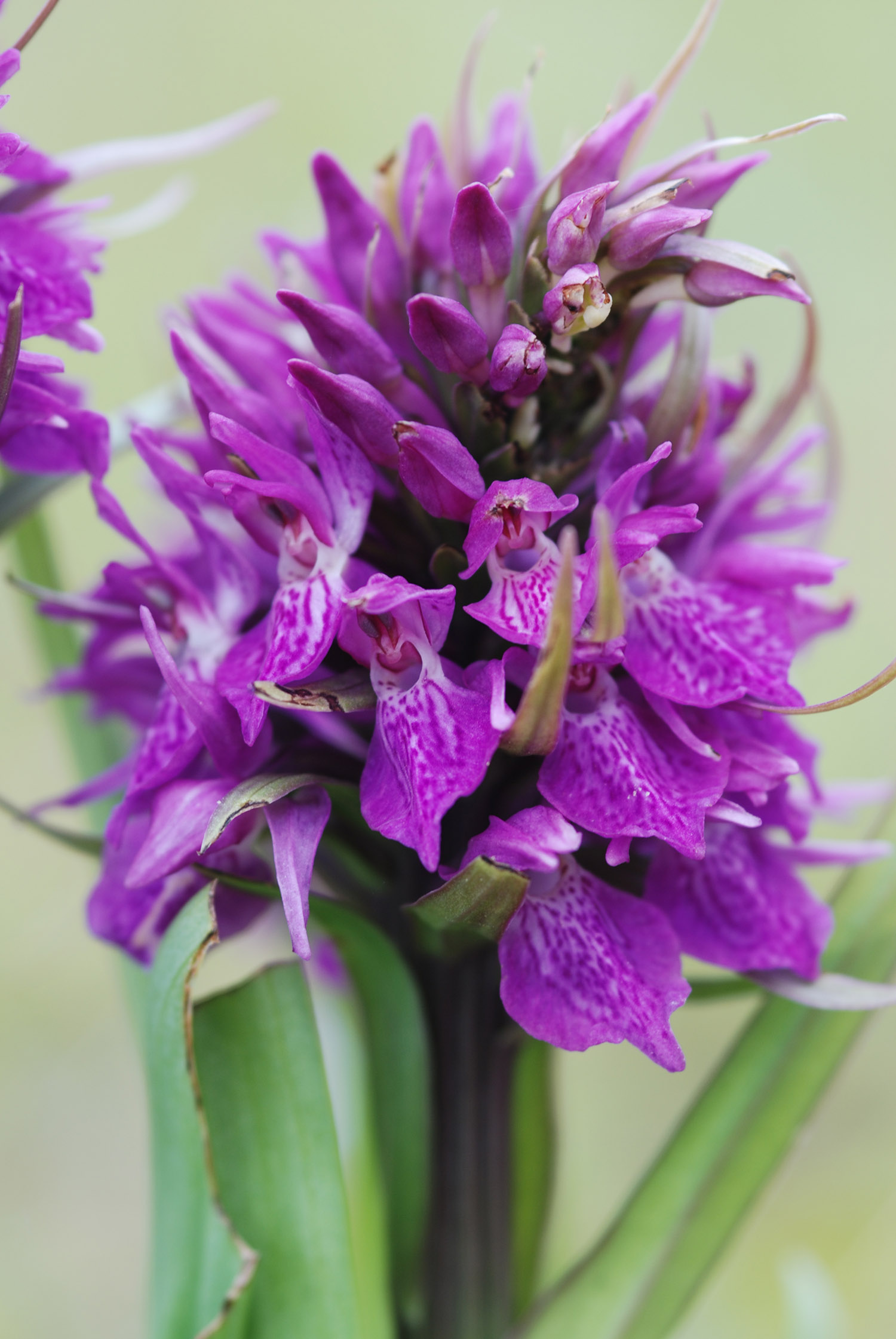 Northern Marsh Orchid