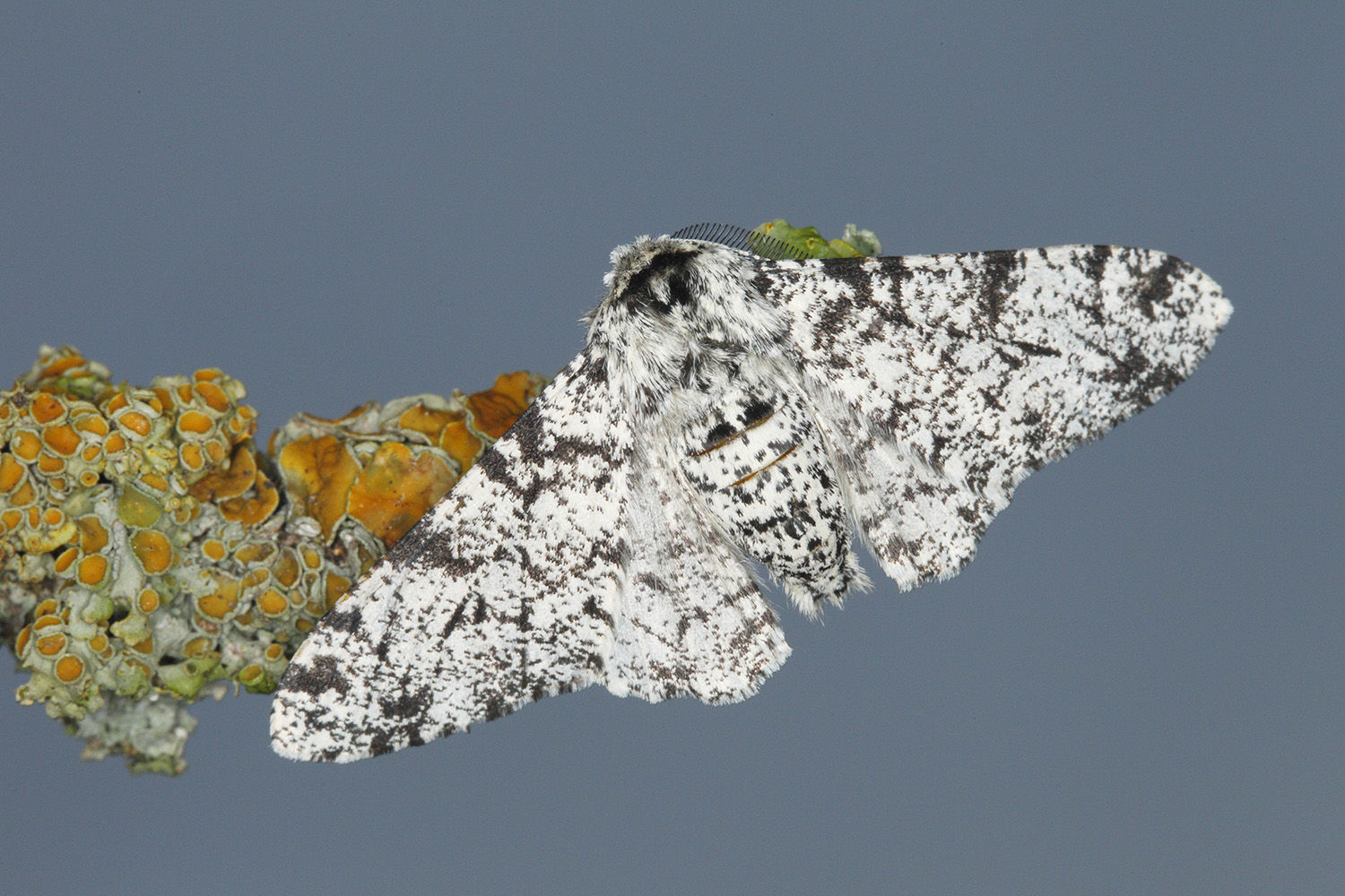 Peppered Moth